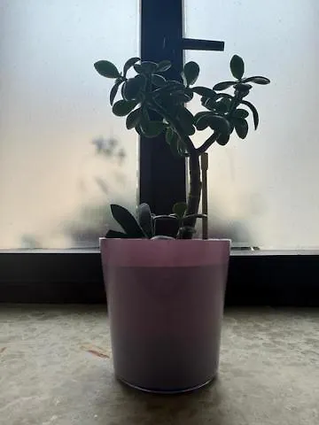 公寓 Old Square House - Hisa Na Starem Trgu 托尔明